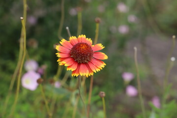 初夏の庭に咲くテンニンギクの赤と黄色の複色の花