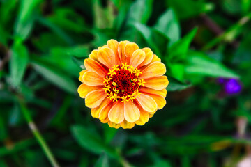 鮮やかなオレンジ系ベースの花のクローズアップ