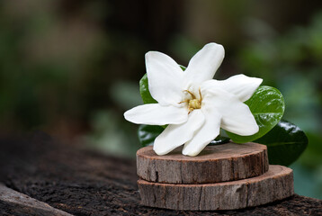 Fototapeta premium Gardenia saxatilis Geddes flower on nature background.