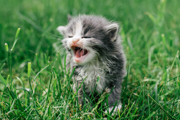 Naklejka na ściany i meble Small cute gray and white kitten walking carefully on green grass. Lovely pet outdoors