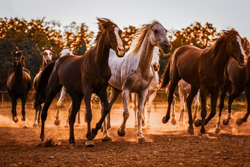 herd of horses on the pasture