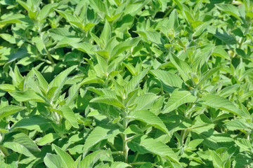 Plants of mint