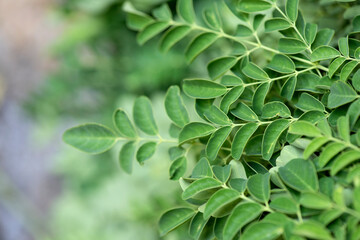 Moringa green leaves on nature background.