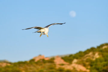 Möwe kratzt sich im Flug am Kopf 