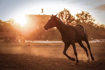 horse at sunset