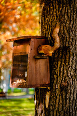 The squirrel climbed into the feeder in the park in the fall