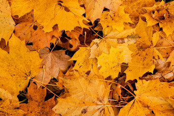 Background of autumn leaves on the ground