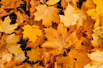 Background of autumn leaves on the ground
