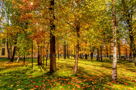Beautiful cozy autumn landscape, a park with colorful leaves on a sunny day © KseniaJoyg