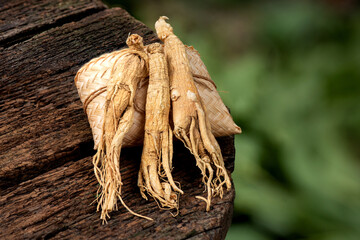 Dried ginseng on nature background.