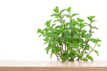 Kitchen mint, marsh mint or melissa officinalis trees isolated on white background.