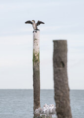 A seagull sitting on a wooden pole enjoying the sun at the beach