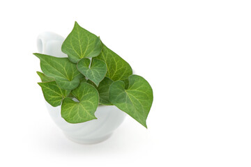 Fresh houttuynia cordata or plu kaow green leaves isolated on white background.