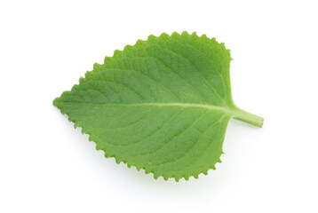 Indian borage, oregano or Plectranthus amboinicus green leaf isolated on white background with...