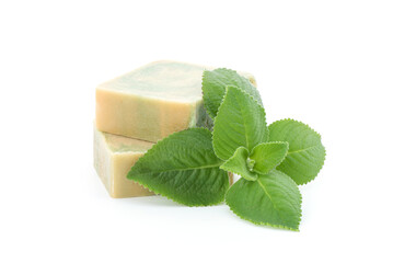 Indian borage, oregano branch green leaves and extracted used to soap isolated on white background.