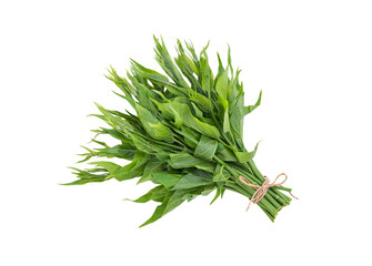 Gymnema inodorum ,branch green leaves isolated on white background with clipping path.top view ,flat lay.