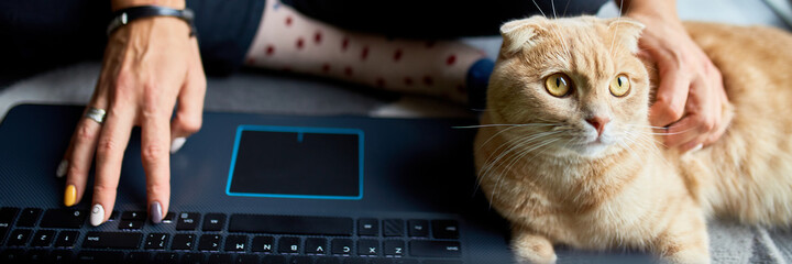 Woman searching vet website on laptop to register cat for veterinary consultation