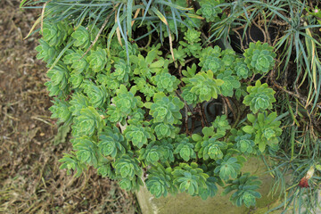 sedum palmeri succulent plant photo