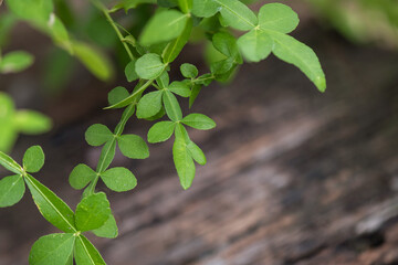 Thanaka green leaves on an old wood background.