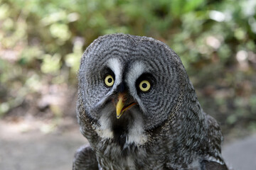 Owl, bird on natural background.