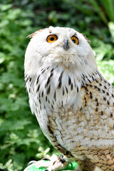 Owl, bird on natural background.