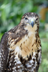 Falcon, bird on natural background.