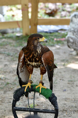 Falcon, bird on natural background.