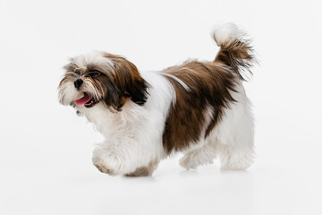 Naklejka na ściany i meble Cute, beautiful white brown dog, little Shih Tzu isolated over white studio background. Concept of animal life, care, responsibility for pets