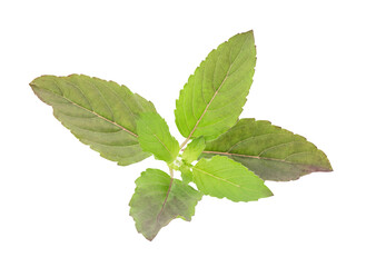Naklejka na ściany i meble Holy basil or sacred basil trees and leaves on nature background with clipping path.