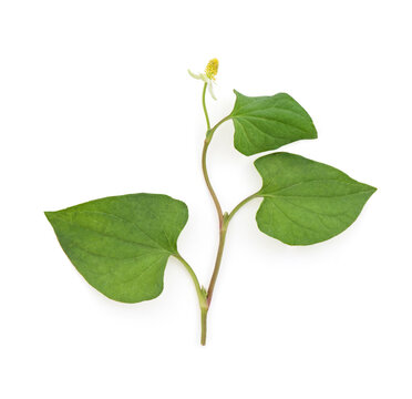 Houttuynia cordata or plu kaow branch green leaves and flower isolated on white background with clipping path.top view,flat lay.