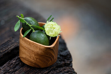 Finger Lime fruits, green leaves on nature background.