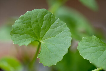 Gotu kola or centella asiatica, green leaves on nature background.