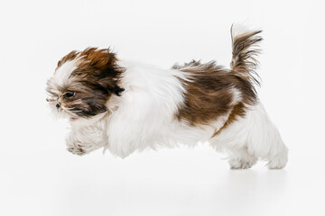 One cute, funny white brown dog, little Shih Tzu isolated over white studio background. Concept of animal life, care, responsibility for pets