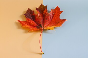 red maple leaf