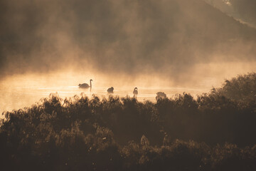 four swans in misty october morning sunrise. Yellow dry river reeds in foreground. Blurry reflection of other river shore in background. Monochrome yellow brown version	