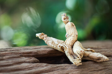 Dried ginseng on bokeh nature background.