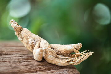 Dried ginseng on bokeh nature background.