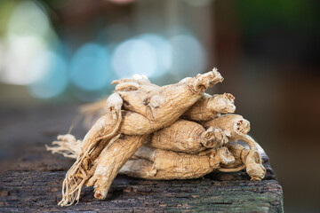 Dried ginseng on bokeh nature background.