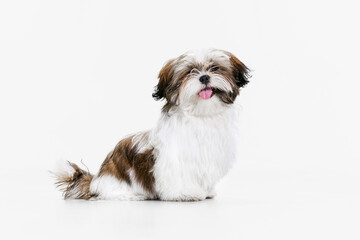 Portrait of cute white brown dog, little puppy Shih Tzu isolated over white studio background....