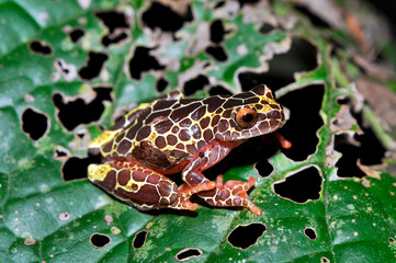 Dendrosophus triangulum ( Peru )