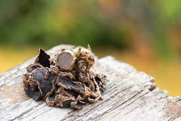 Black galingale rhizome and dried slices on nature background.