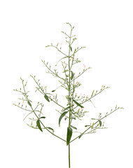 Kariyat or andrographis paniculata, branch green leaves and flowers isolated on white background.
