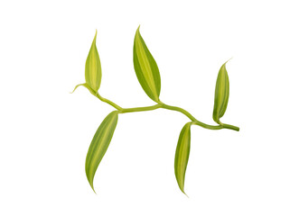 Vanilla branch green leaves isolated on white background with clipping path.top view,flat lay.