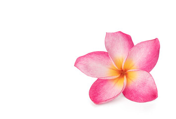 Plumeria flower isolated on white background with clipping path.
