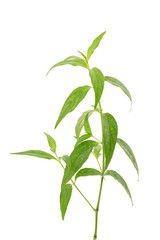 Kariyat or andrographis paniculata, branch green leaves isolated on white background with clipping path.