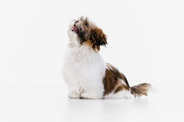 Portrait of cute white brown dog, little puppy Shih Tzu sitting on floor isolated over white studio...