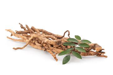 Eurycoma longifolia Jack,dried roots and green leaves isolated on white background with clipping path.