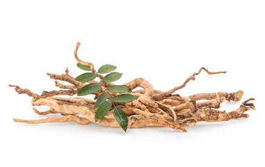 Eurycoma longifolia Jack,dried roots and green leaves isolated on white background with clipping...