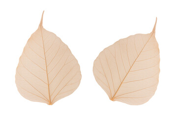 Dried Bodhi leaf isolated on white background with clipping path.