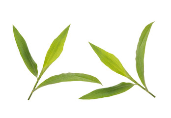 Centotheca lappacea branch green leaves isolated on white background with clipping path.
